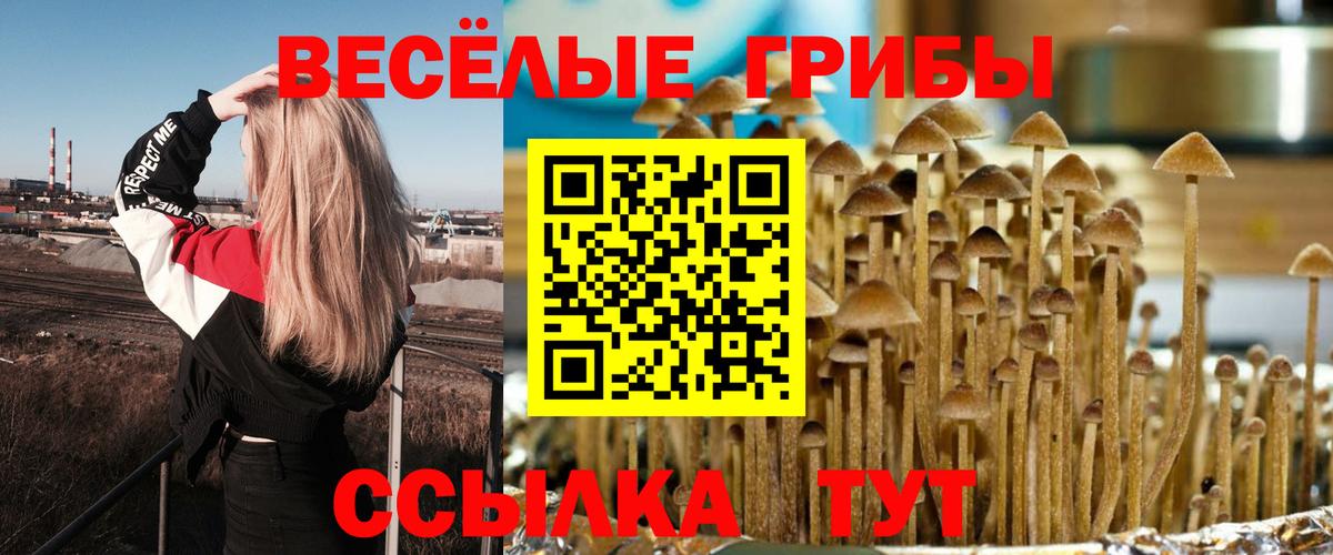 Псилоцибиновые грибы Cubensis Вольск